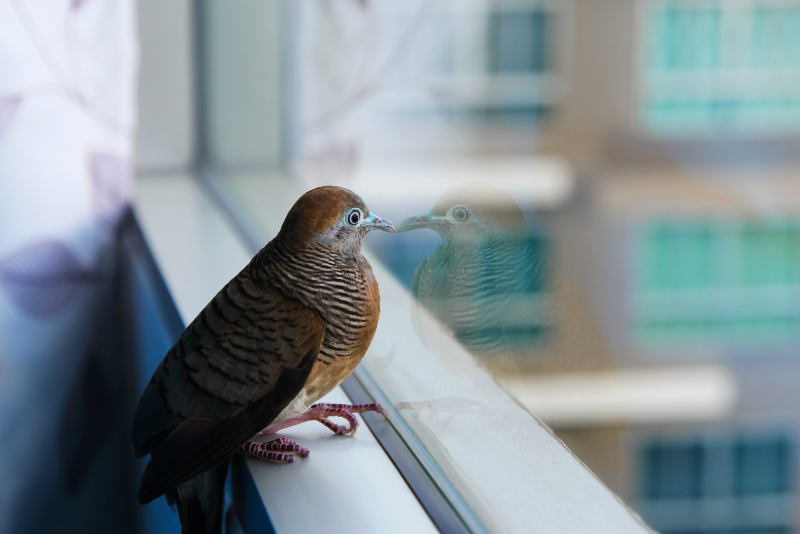 bird safety window film raleigh
